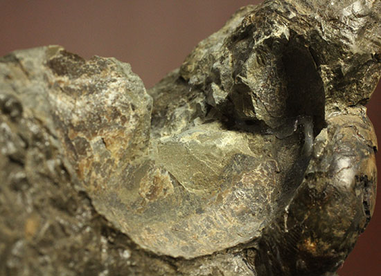 ヘソ部分、繊細にクリーニングされています。北海道産アンモナイト(Ammonite)（その14）