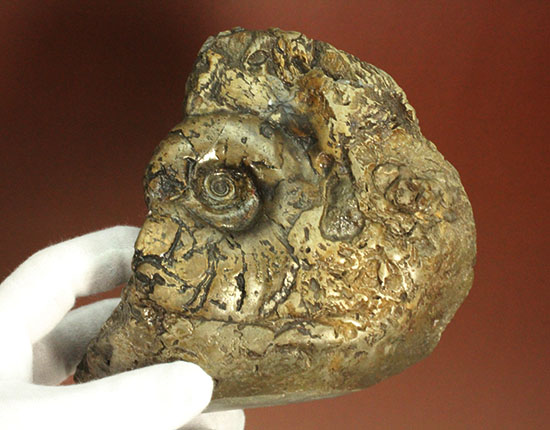 ヘソ部分、繊細にクリーニングされています。北海道産アンモナイト(Ammonite)(その15)