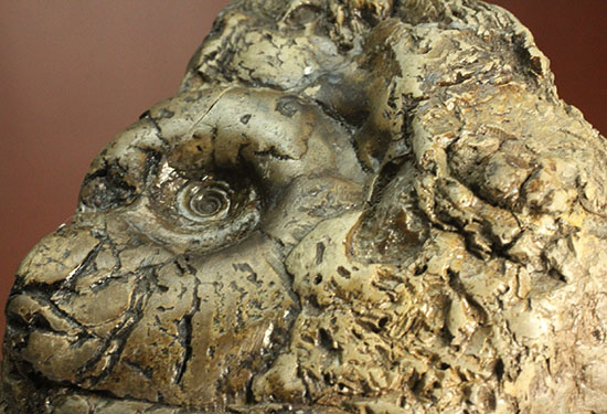 ヘソ部分、繊細にクリーニングされています。北海道産アンモナイト(Ammonite)（その16）