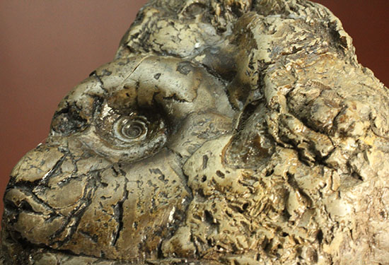 ヘソ部分、繊細にクリーニングされています。北海道産アンモナイト(Ammonite)(その16)