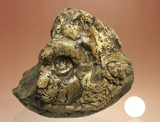 ヘソ部分、繊細にクリーニングされています。北海道産アンモナイト(Ammonite)（その17）