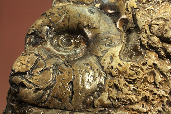 ヘソ部分、繊細にクリーニングされています。北海道産アンモナイト(Ammonite)(その3)