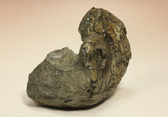 ヘソ部分、繊細にクリーニングされています。北海道産アンモナイト(Ammonite)(その4)