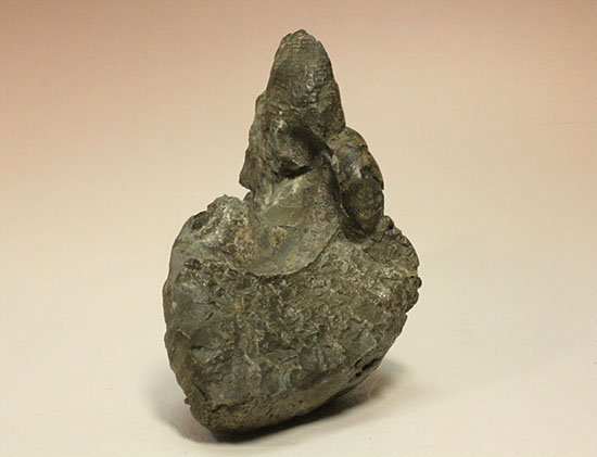 ヘソ部分、繊細にクリーニングされています。北海道産アンモナイト(Ammonite)(その5)