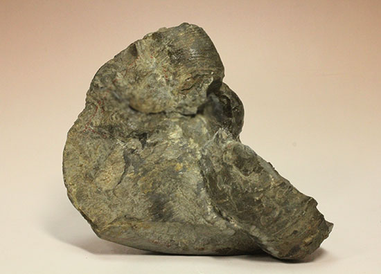 ヘソ部分、繊細にクリーニングされています。北海道産アンモナイト(Ammonite)(その6)