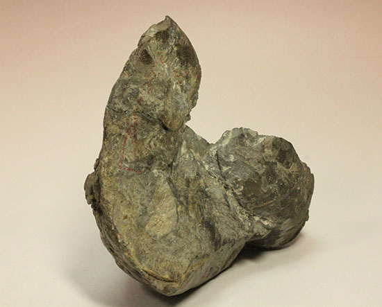 ヘソ部分、繊細にクリーニングされています。北海道産アンモナイト(Ammonite)(その7)