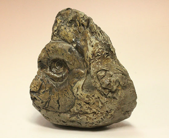 ヘソ部分、繊細にクリーニングされています。北海道産アンモナイト(Ammonite)(その8)