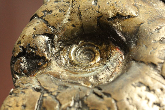 ヘソ部分、繊細にクリーニングされています。北海道産アンモナイト(Ammonite)（その9）