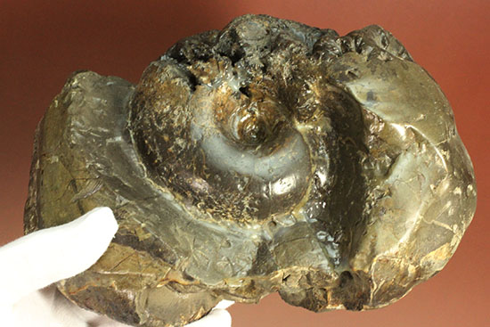 北海道産アンモナイト(Ammonite)/中生代白亜紀（1億3500万 -- 6500万年前）【an732】