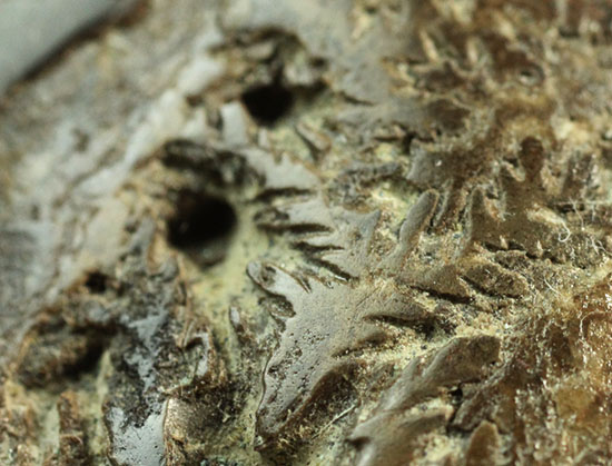 北海道産アンモナイト(Ammonite)/中生代白亜紀（1億3500万 -- 6500万年前）【an732】
