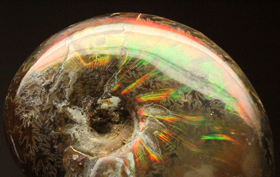 緑の発色が強い、光るアンモナイト(Ammonite)