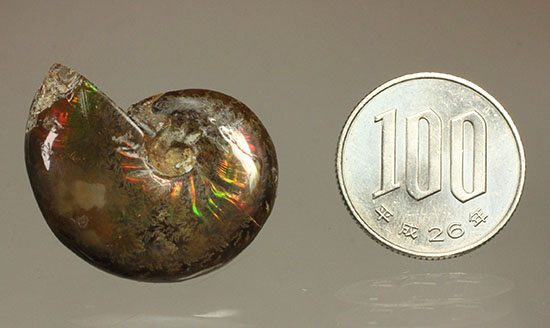 緑の発色が強い、光るアンモナイト(Ammonite)(その11)