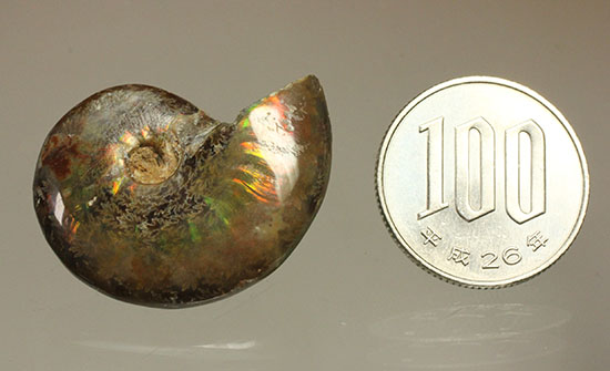 緑の発色が強い、光るアンモナイト(Ammonite)