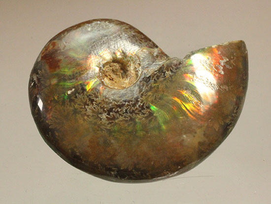 緑の発色が強い、光るアンモナイト(Ammonite)(その2)