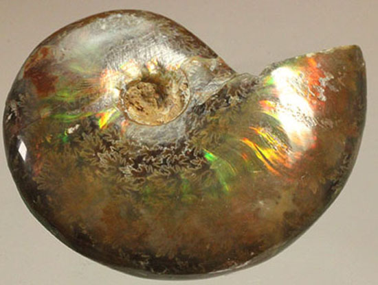 緑の発色が強い、光るアンモナイト(Ammonite)(その3)