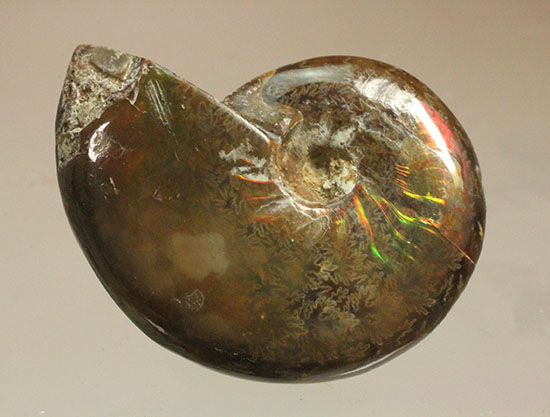 緑の発色が強い、光るアンモナイト(Ammonite)(その4)