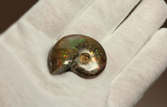 緑の発色が強い、光るアンモナイト(Ammonite)(その5)