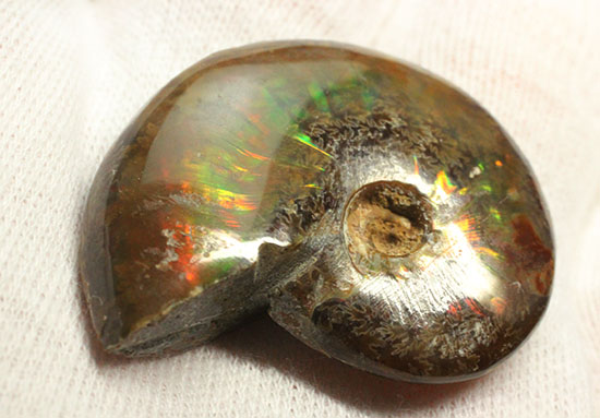 緑の発色が強い、光るアンモナイト(Ammonite)(その6)