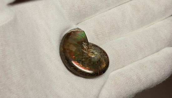 緑の発色が強い、光るアンモナイト(Ammonite)(その7)