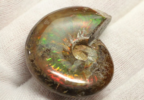 緑の発色が強い、光るアンモナイト(Ammonite)(その8)