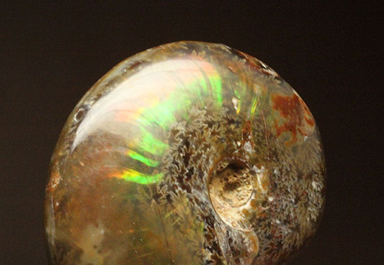 緑の発色が強い、光るアンモナイト(Ammonite)(その9)