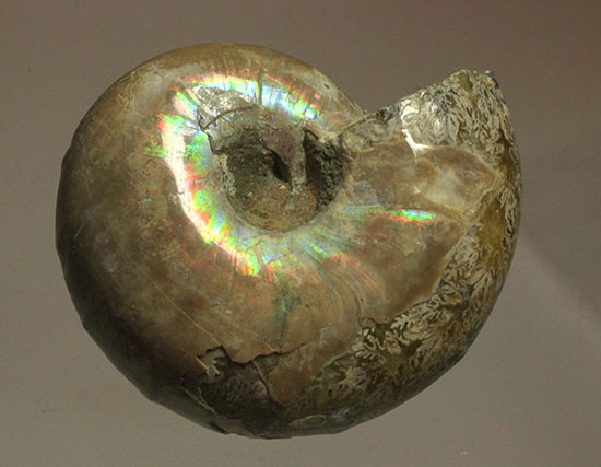 コロンコロン！縫合線模様と遊色効果が同時に見られるアンモナイト(Ammonite)