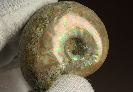 コロンコロン！縫合線模様と遊色効果が同時に見られるアンモナイト(Ammonite)（その10）