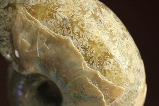 コロンコロン！縫合線模様と遊色効果が同時に見られるアンモナイト(Ammonite)（その11）