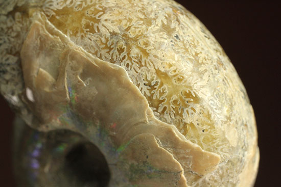 コロンコロン!縫合線模様と遊色効果が同時に見られるアンモナイト(Ammonite)(その11)