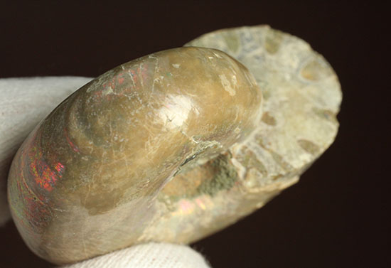 コロンコロン!縫合線模様と遊色効果が同時に見られるアンモナイト(Ammonite)(その13)
