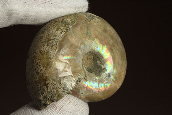 コロンコロン！縫合線模様と遊色効果が同時に見られるアンモナイト(Ammonite)（その14）