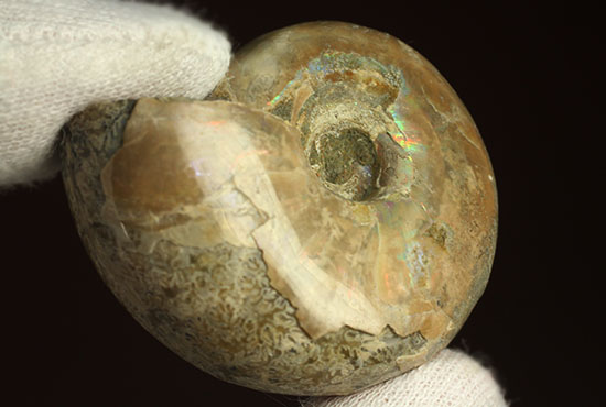 コロンコロン！縫合線模様と遊色効果が同時に見られるアンモナイト(Ammonite)（その15）