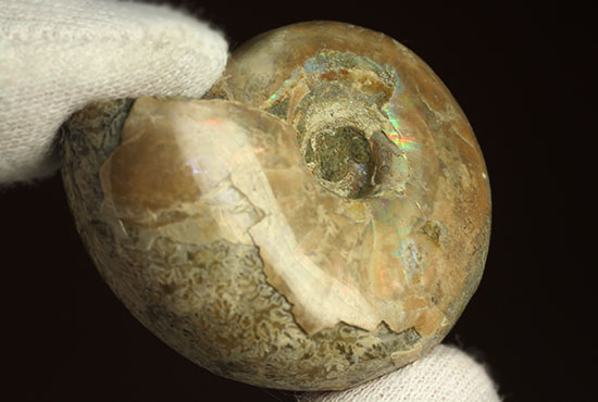 コロンコロン!縫合線模様と遊色効果が同時に見られるアンモナイト(Ammonite)(その15)