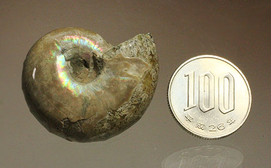 コロンコロン！縫合線模様と遊色効果が同時に見られるアンモナイト(Ammonite)（その16）