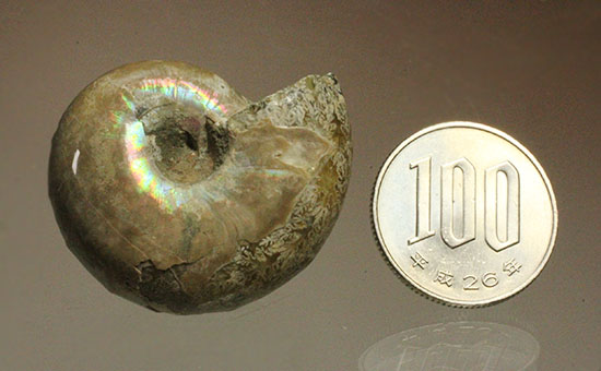 コロンコロン!縫合線模様と遊色効果が同時に見られるアンモナイト(Ammonite)(その16)