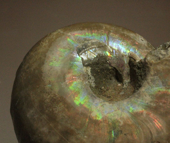 コロンコロン！縫合線模様と遊色効果が同時に見られるアンモナイト(Ammonite)（その2）