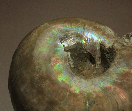 コロンコロン!縫合線模様と遊色効果が同時に見られるアンモナイト(Ammonite)(その2)
