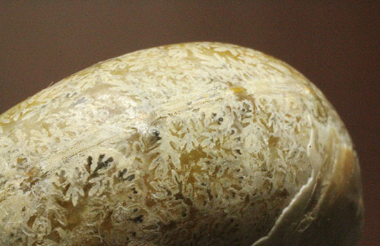 コロンコロン！縫合線模様と遊色効果が同時に見られるアンモナイト(Ammonite)