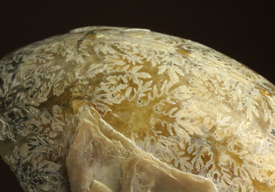 コロンコロン!縫合線模様と遊色効果が同時に見られるアンモナイト(Ammonite)(その4)