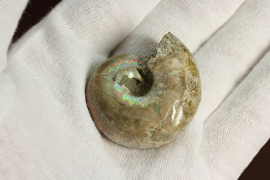 コロンコロン！縫合線模様と遊色効果が同時に見られるアンモナイト(Ammonite)（その5）