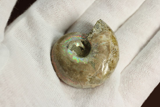 コロンコロン!縫合線模様と遊色効果が同時に見られるアンモナイト(Ammonite)(その5)