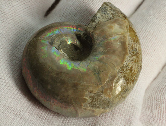 コロンコロン!縫合線模様と遊色効果が同時に見られるアンモナイト(Ammonite)(その6)