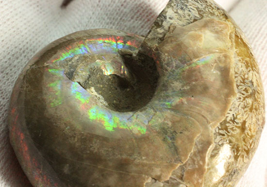 コロンコロン！縫合線模様と遊色効果が同時に見られるアンモナイト(Ammonite)（その7）
