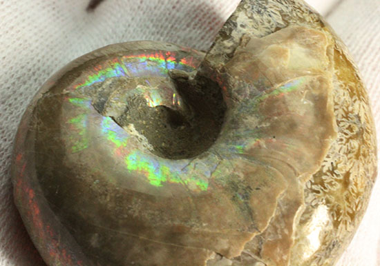 コロンコロン!縫合線模様と遊色効果が同時に見られるアンモナイト(Ammonite)(その7)