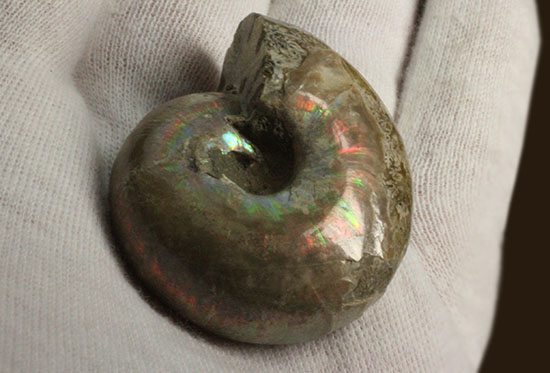 コロンコロン!縫合線模様と遊色効果が同時に見られるアンモナイト(Ammonite)(その8)