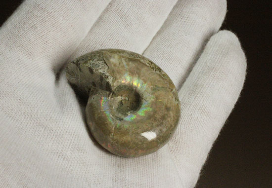 コロンコロン!縫合線模様と遊色効果が同時に見られるアンモナイト(Ammonite)(その9)