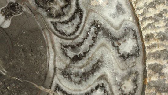 堂々サイズの初期型ゴニアタイト、モロッコ産５キロオーバー標本です。（その5）