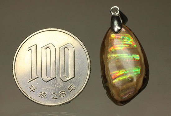 ラッキープライス!光るアンモナイトペンダントトップ(Ammonite)(その15)