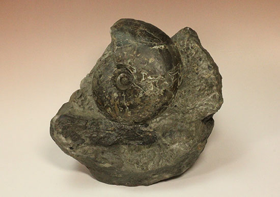 昭和の真っ只中に採取された北海道アンモナイト立体良質標本