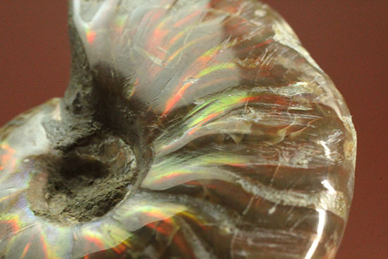 赤、オレンジを中心に両面輝きます！光るアンモナイト(Ammonite)（その1）